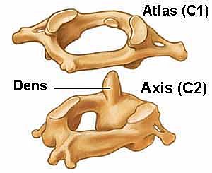 atlas axis