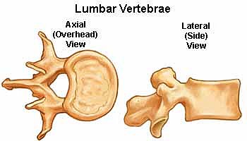 lumbar vertebrae