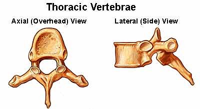 thoracic vertebrae